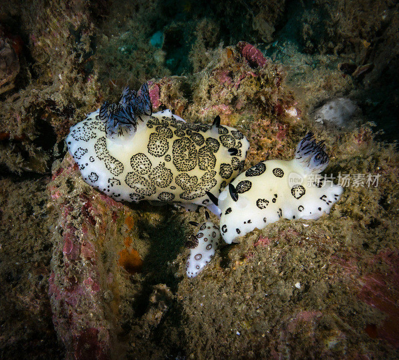 裸鳃海蛞蝓(Jorunna funebris)家族水下特写